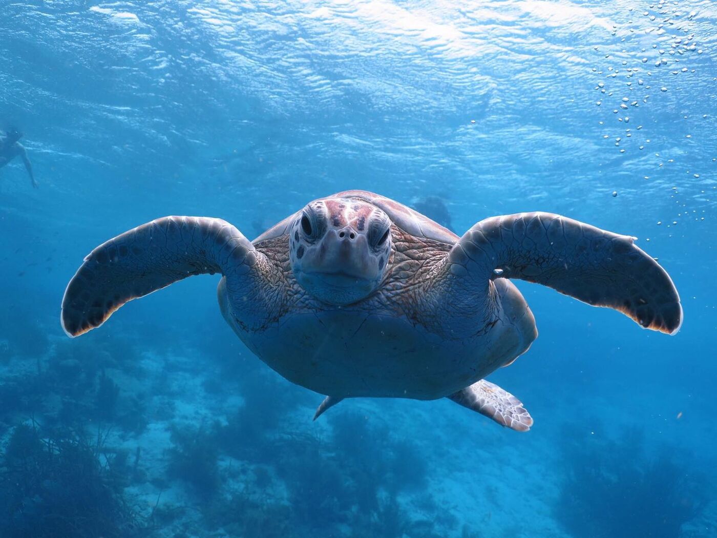 Sea turtle over the reef near Klein Bonaire